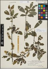Foto von Salix myrsinifolia Salisb. x Salix phylicifolia L.
